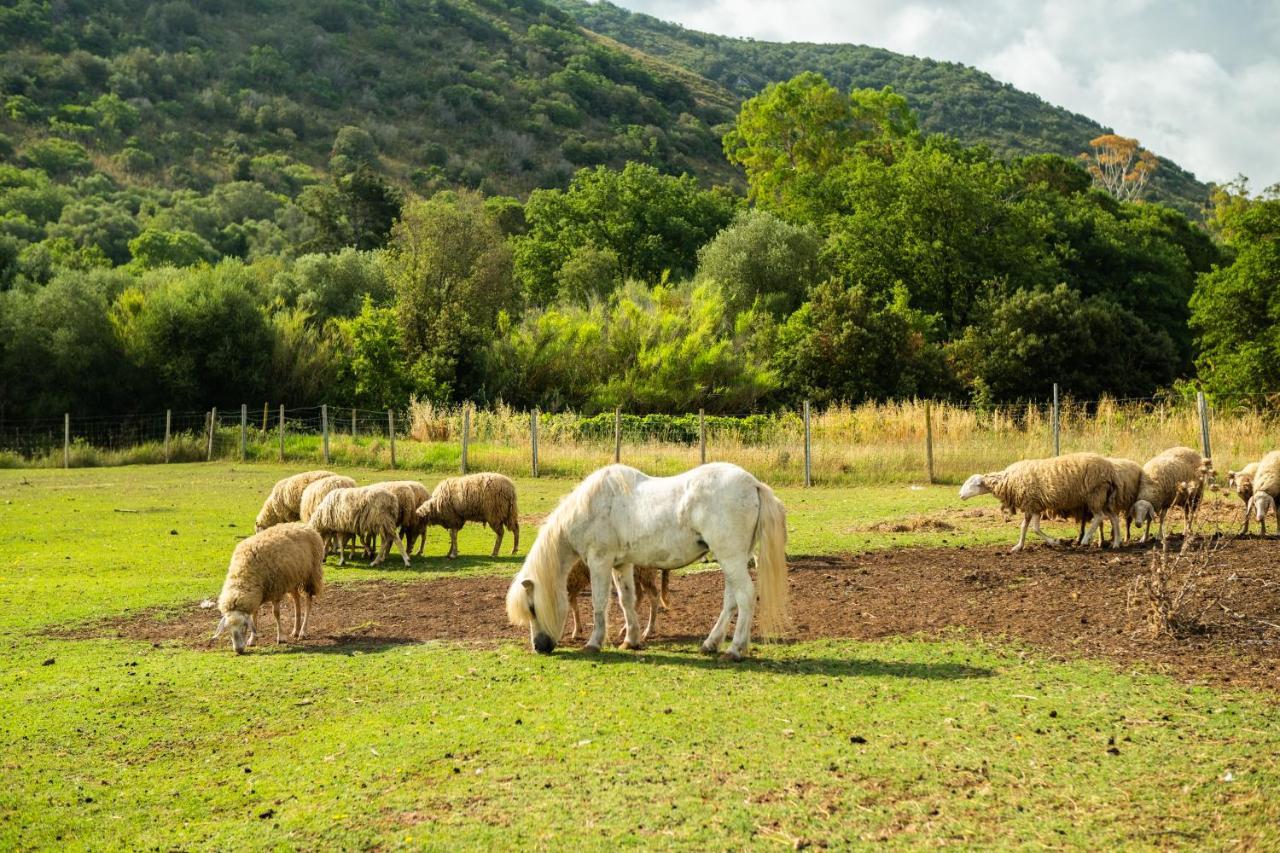 Antica Fattoria La Parrina Villa Orbetello Buitenkant foto